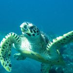 Turtle portrait in Phi Phi Island.