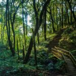 Rain Forest in Doi Inthanon, Chiang Mai, Thailand