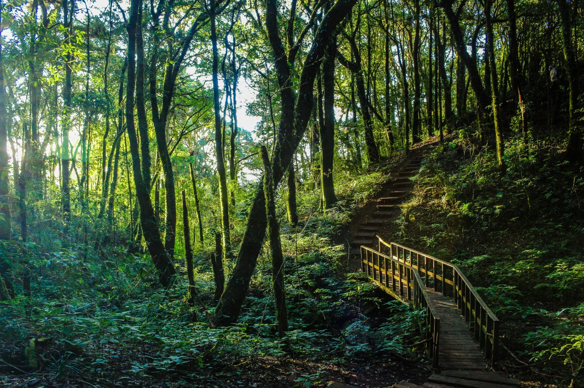 Rain Forest in Doi Inthanon, Chiang Mai, Thailand